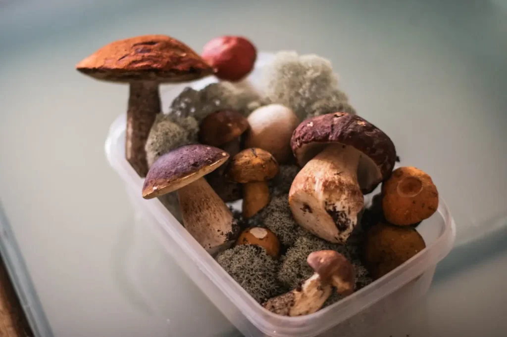 plant based protein diet options