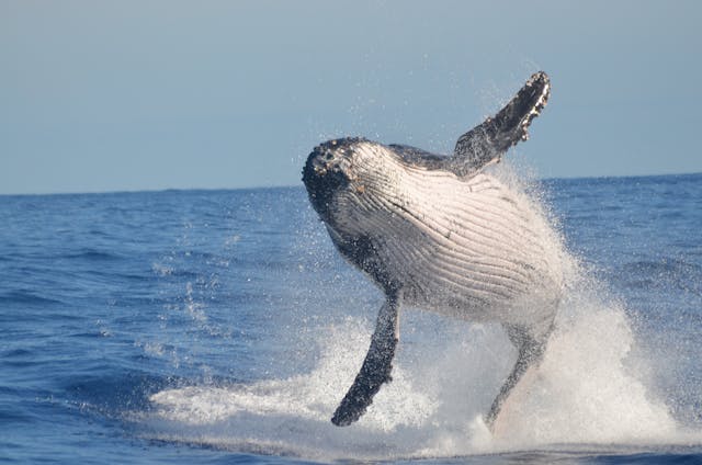 whale watching
