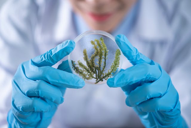 algae based plastics